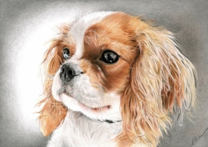 Portrait dessin d'un chien Cavalier King Charles