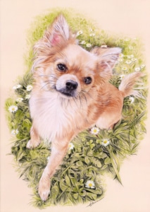 Portrait dessin d'un chien Chiwawa