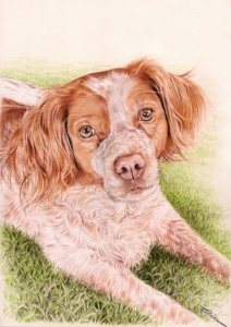 Portrait dessin d'un chien Epagneul couché sur l'herbe
