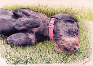 Portrait dessin d'un chien faisant la sieste dans l'herbe