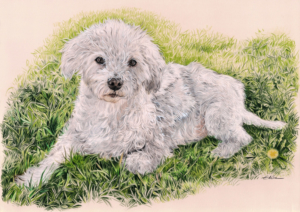 Portrait dessin d'un chien se reposant sur l'herbe