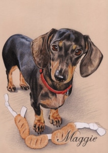 Portrait dessin d'un chien Teckel avec son jouet