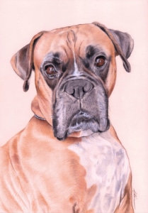 Portrait dessin d'une chienne Boxer