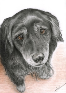 Portrait dessin de chien en couleur