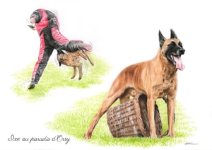 Portrait dessin de malinois