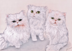 Portrait dessin de trois chats persan