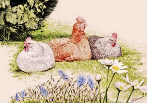 Portrait dessin de trois poules