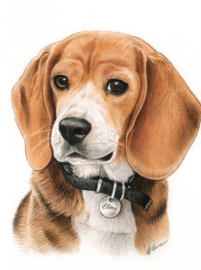 Portrait d'une chienne beagle