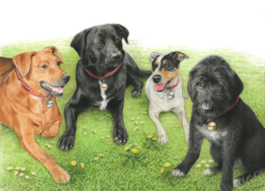 Dessin montage d'après plusieurs photos de chiens