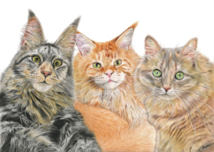 Dessin montage réunissant trois chats