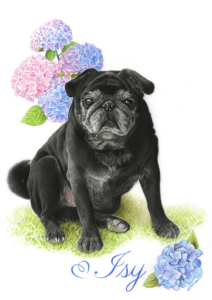 Dessin portrait d'une chienne carlin