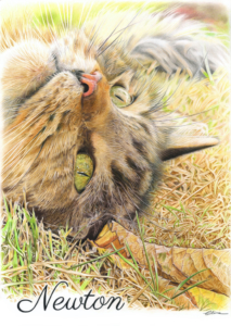 Dessin portrait de chat tigré