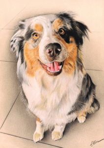 Portrait dessin d'un chien berger australien